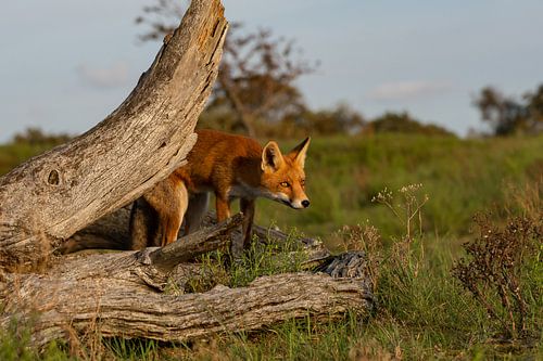 Renard entre les troncs d'arbres