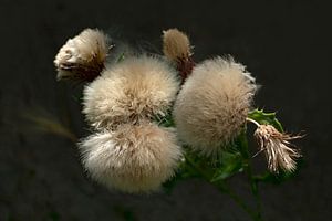 Natures Pompons 1.