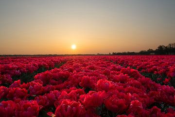 Champ de tulipes roses au lever du soleil sur Sander van Hemert