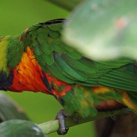 Kleurrijke papegaai van Manongraphy