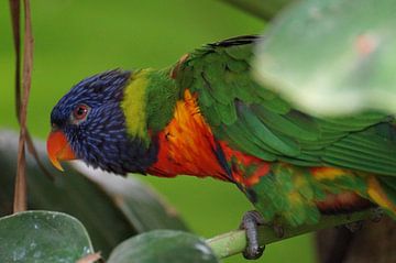 Colourful parrot by Manongraphy