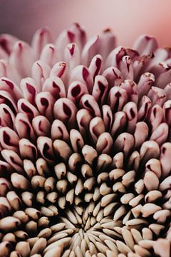 Flower gradient by Elise van Gils