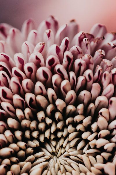 Flower gradient by Elise van Gils