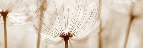 Paardenbloem Paardenbloem