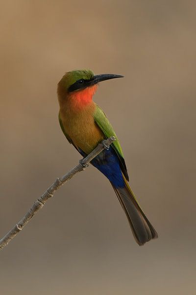 Red-throated bee-eater by Peter van Ooijen