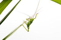 Small acrobat 3