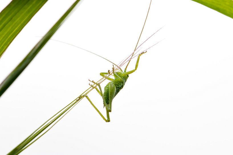 Small acrobat 3 by Antoine Deleij