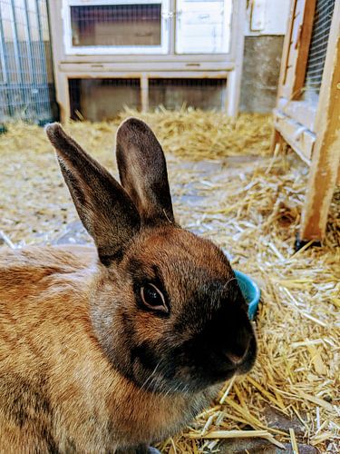 Your rabbit, but in your room