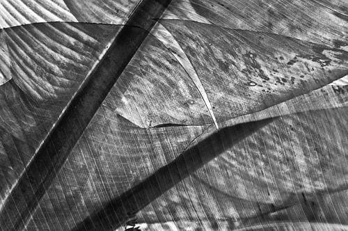 Betoverende bananenblad abstractie