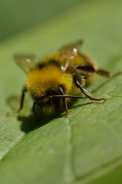 Bee on a green leaf by Jeffry Clemens