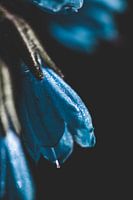 Blue flower