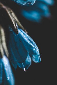 Blaue Blume von Isa V