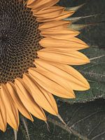 Das Herz der Sonnenblume