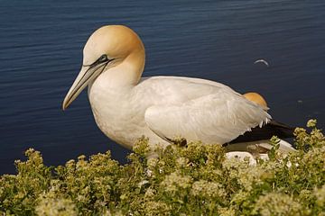 Gannets building a nest on Helgoland.