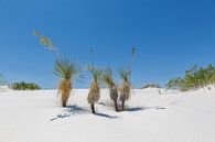 Duinen en Yucca, White Sands National Monument van Melanie Viola thumbnail