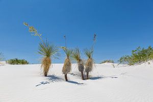 Duinen en Yucca, White Sands National Monument van Melanie Viola