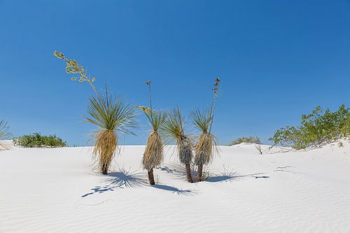 Duinen en Yucca, White Sands National Monument