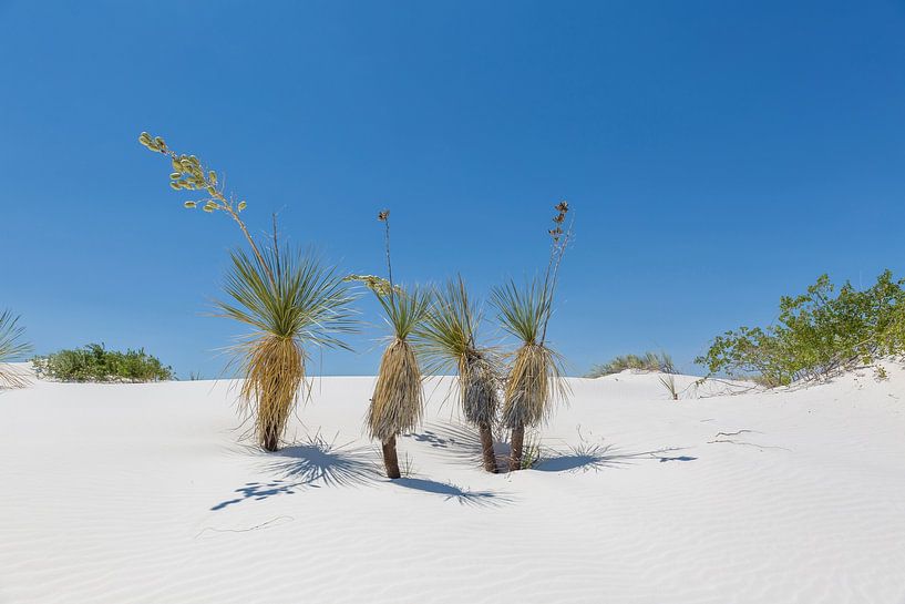 Duinen en Yucca, White Sands National Monument van Melanie Viola