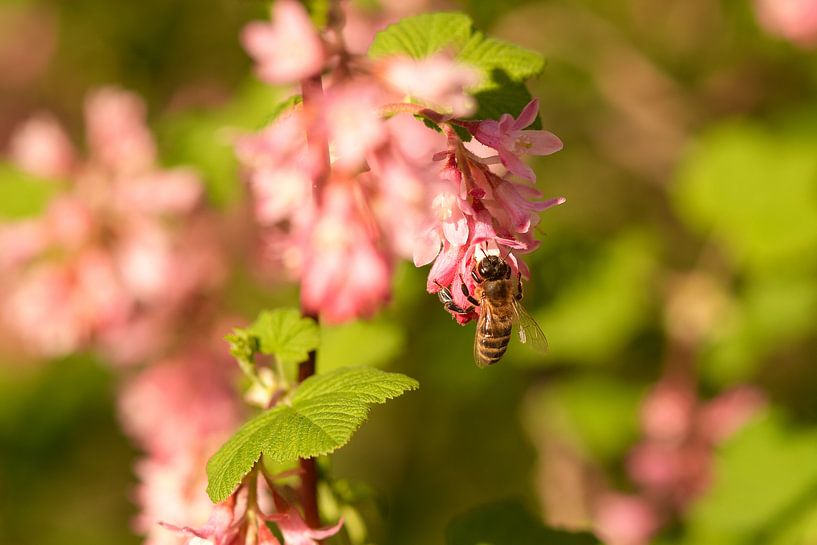 Busy Bee what are you busy in the spring by Jolanda de Jong-Jansen