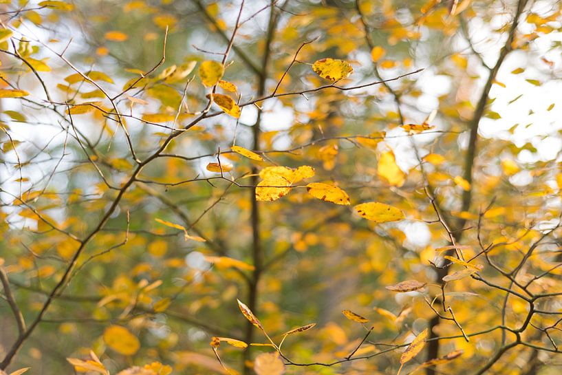Feuilles d'automne par Yorrit v.d.Kaa