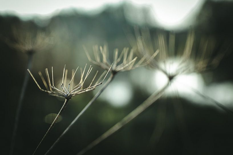 Leafless by Jan