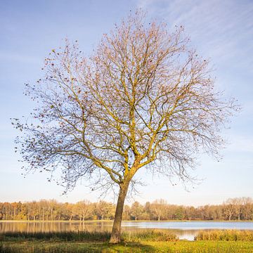 Herfstboom van Bas Rutgers