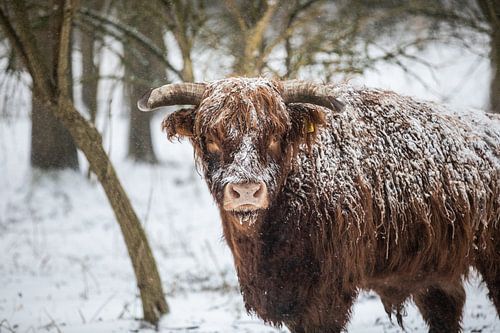 Scottish highlander