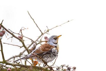 Fieldfare on a crab apple tree