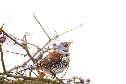Wachholderdrossel auf einem Zierapfelbaum von ManfredFotos
