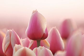 De Roze Tulp
