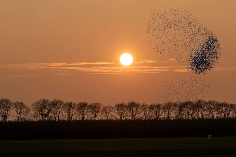 Un essaim d'étourneaux face au soleil couchant par Michelle Peeters