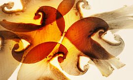 Magie légère - Champignons sur Erich Krätschmer