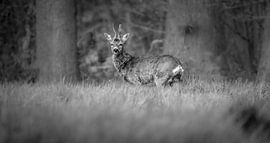 Ree black and white by Lisa Dumon