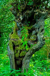 Pollard willow in the Rhoonse Grienden