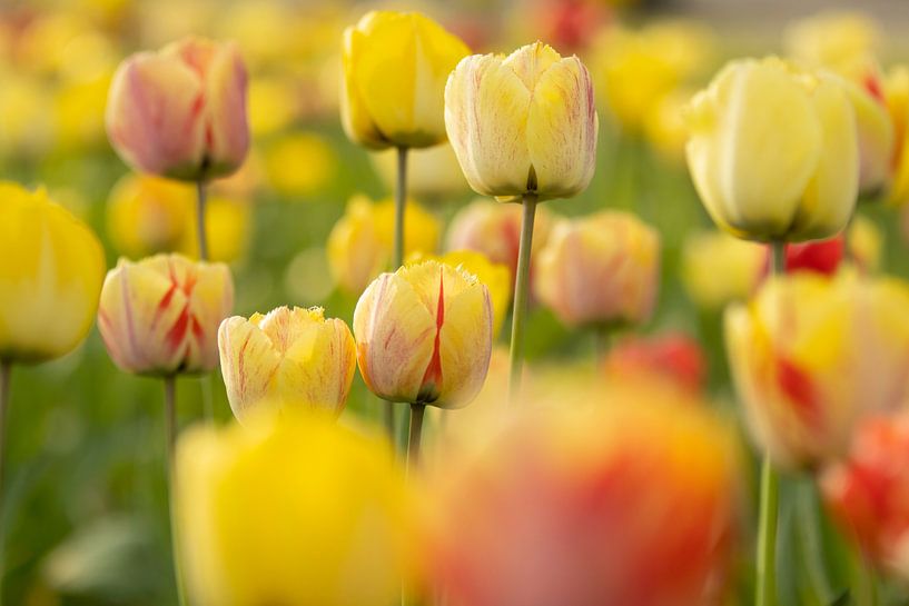 Bunte Tulpen von Andius Teijgeler