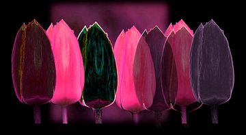 Les tulipes multicolore