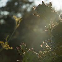Cactus in de zon