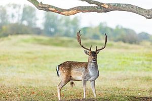 keck stehender Damhirsch mit geschlossenen Augen unter dem Ast einer Eiche