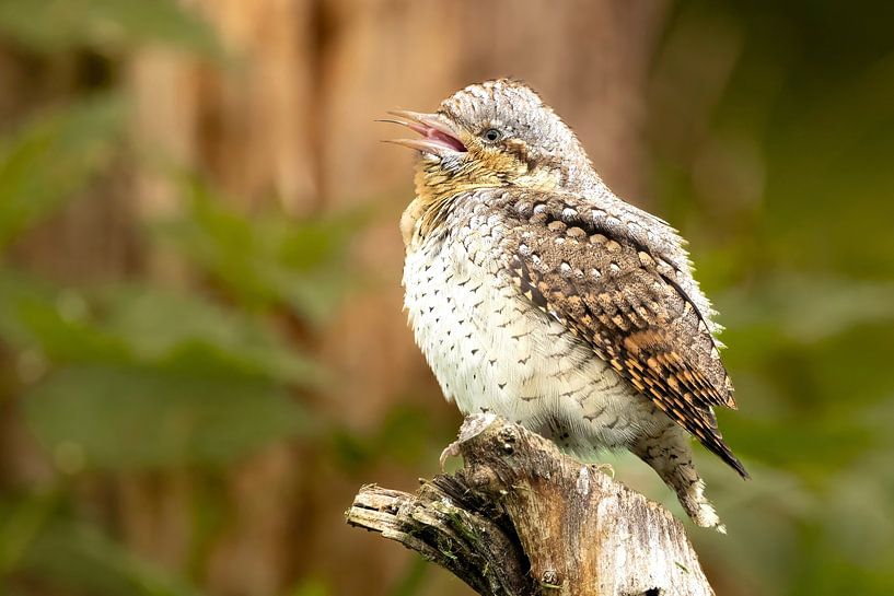Draaihals van Arjen Nijland