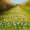 Het groene weggetje tussen de tuunwallen van Wim van der Geest