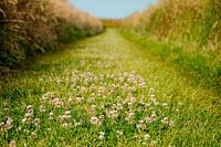 The green road between the garden walls