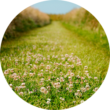 Het groene weggetje tussen de tuunwallen