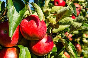 Reife Tafeläpfel Jona Gold mit grünen Blättern am Baum
