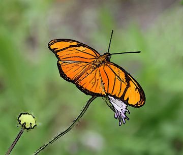 Oranje passiebloemvlinder van Jose Lok