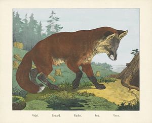 Volpi. / Renard. / Fuchs. / Fox. / Voss van R. Schulz, 1829 - 1880