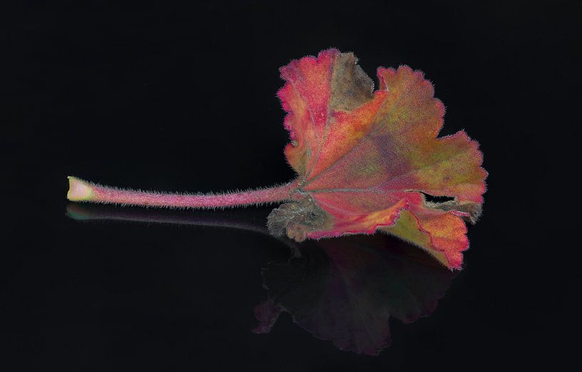 Autumn Geranium leaf by Klaartje Majoor