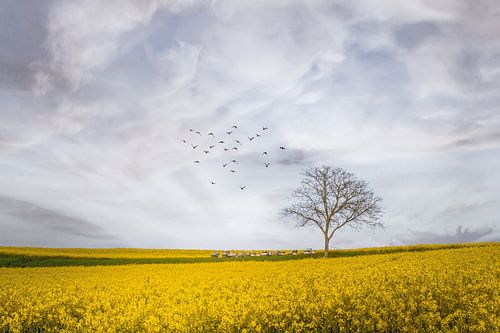 The tree that stayed