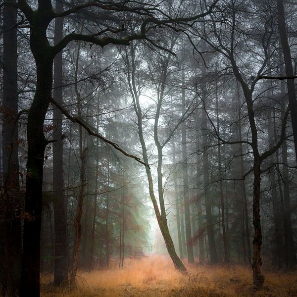 Baumdurchquerung im Sternwald von Willem Jongkind