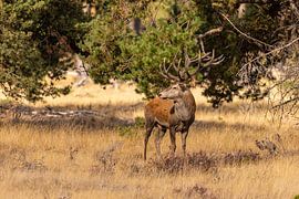 Red deer on the Hoge Veluwe, Netherlands