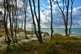 Auf dem Darß von Joachim G. Pinkawa